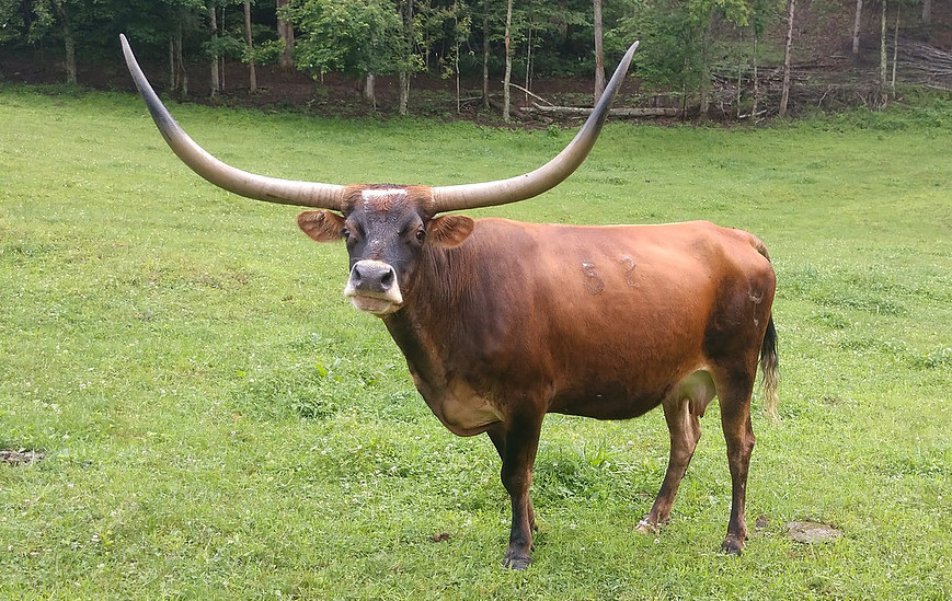 Stickley Cattle Co in Virginia