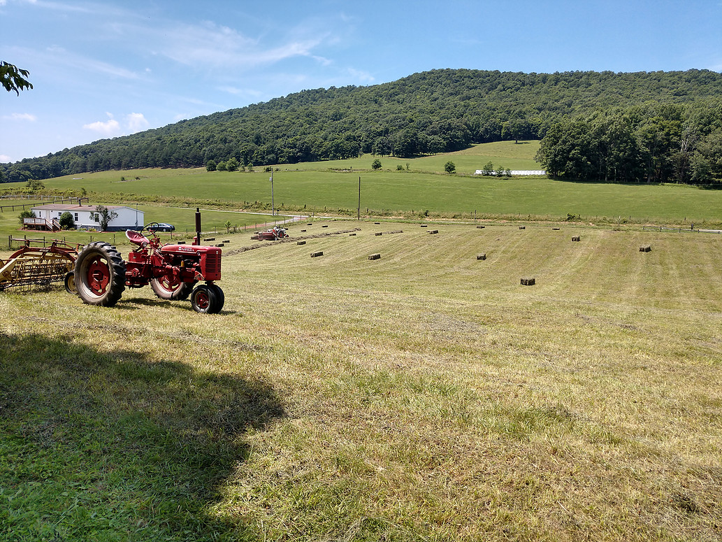 Stickly Cattle Co raises Longhorn cattle in Virginia