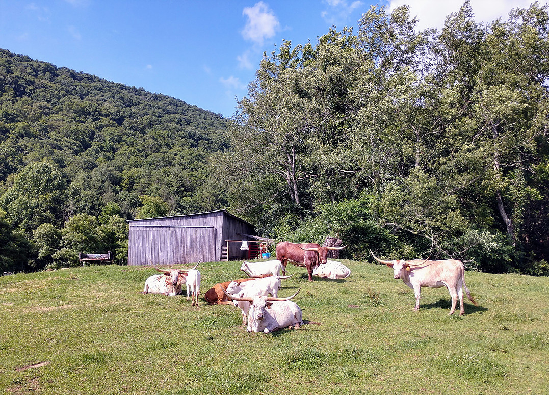 Stickley Cattle Co raising Longhorns in Virginia