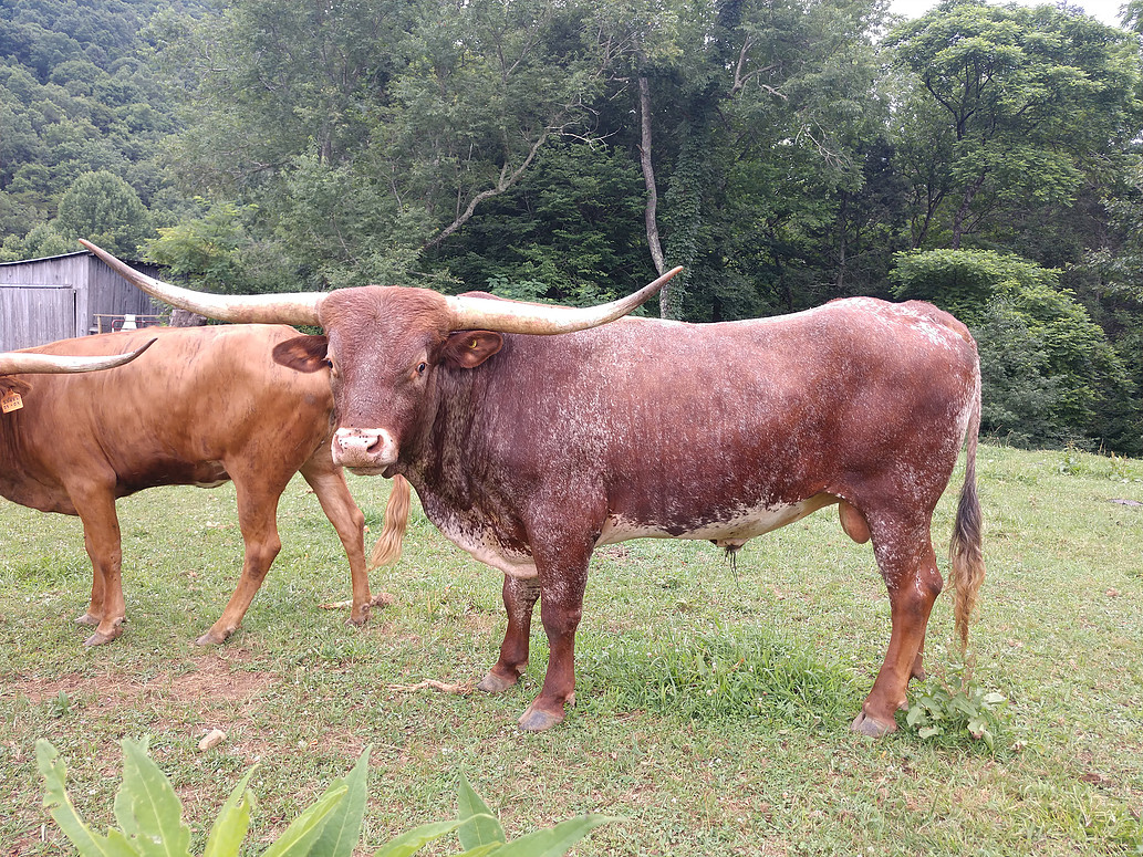 Texas Longhorns For Sale in Virginia